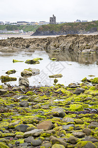 海藻覆盖岩层的岩石图片