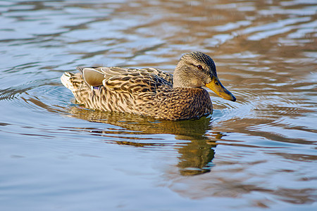 一只雌野鸭动物池塘羽毛鸭子野生动物游泳图片