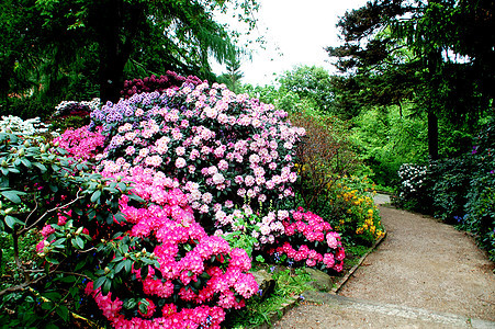 杜鹃花园公园花朵花坛植物园图片