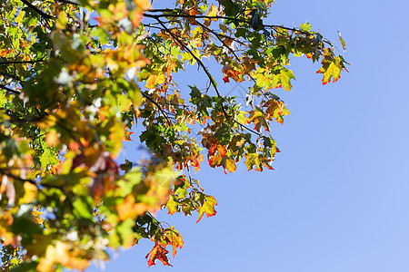 秋季的绿树树叶绿色黄色天空叶子红色橙子蓝色背景图片