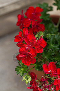 红色花园天竺葵花图片