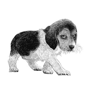 绘制的鸟手猎犬朋友小狗狗毛哺乳动物友谊绘画犬类手绘插图图片
