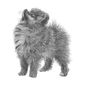 所画的波梅拉手哺乳动物插图朋友手绘友谊犬类狗毛小狗动物绘画图片
