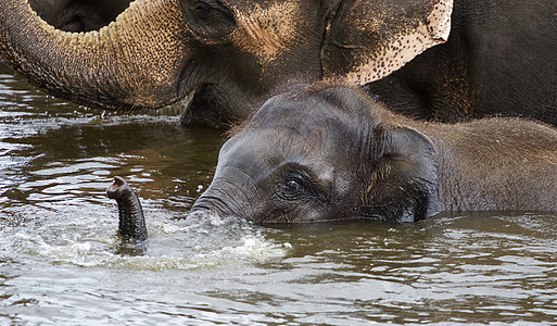 有趣的可爱大象在游泳背景图片