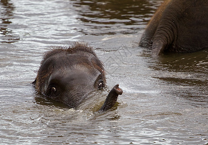 有趣的年轻大象在某个地方游泳背景图片