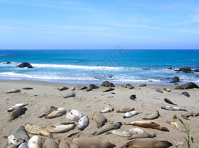 海狮在沙滩上睡觉图片
