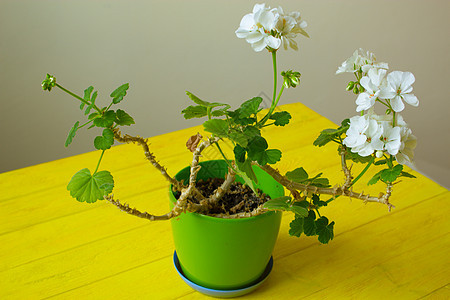 带白花的室内植株植物绿色花瓣白色生长草本植物叶子植物学图片