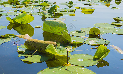 水上反映的利油面细图花园树叶池塘荷花百合宏观反射季节花瓣荒野图片