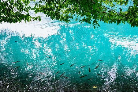 克罗地亚普利维茨湖清水旅游动物森林荒野池塘环境风景叶子野生动物蓝色图片