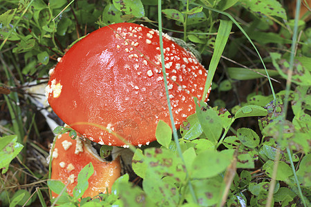秋林种植的红拖鞋蘑菇季节森林食物公园侏儒木头魔法生物学小精灵菌类图片