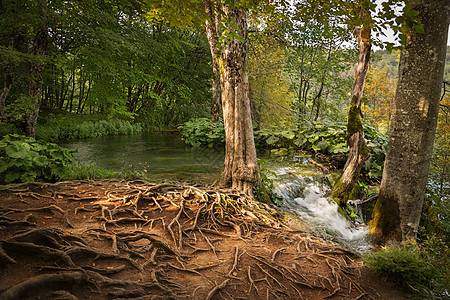 克罗地亚普利维茨湖国家公园森林图片