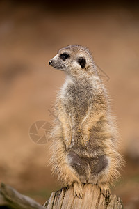 哺乳女的 或女的生物冒充眼睛荒野警卫沙漠哺乳动物毛皮野生动物折方图片