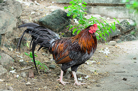 鸡打架鸡翅膀羽毛宠物农场公鸡斗争图片