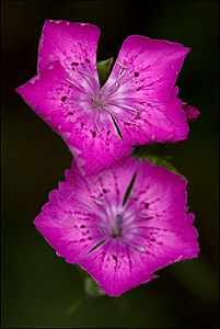 紫色粉红除虫菝葜洋甘菊宏观阴影雌蕊花瓣夫妻点状石竹花粉图片