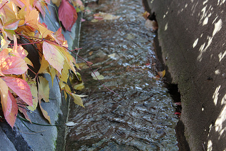 灌溉沟外的秋叶农业葡萄园荒野城市沟渠树叶水泥流动绿色管道图片