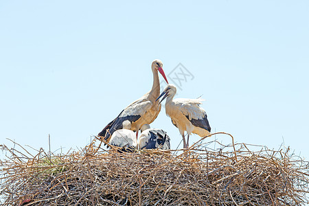 白鹳与小鹳鸟在巢中草原婴儿夫妻食物父母母亲航班小鸡生态动物图片