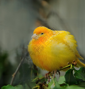 黄黄金丝雀动物群鸟类橙子雀科野生动物动物脊椎动物鸣禽鸟舍栖息图片