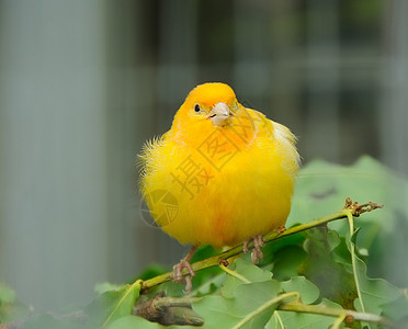 黄黄金丝雀脊椎动物鸟舍野生动物动物群羽毛雀科大道荒野黄色动物图片