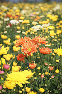 花园里的菊花花墙纸生长雏菊花瓣植物植物群太阳叶子橙子花束图片