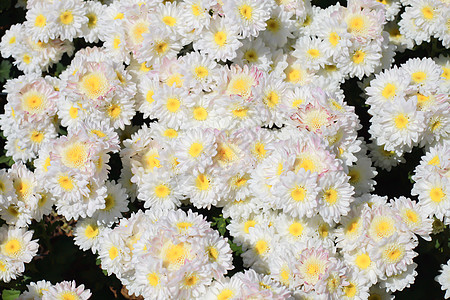 白菊花园艺花束活力花瓣墙纸季节植物群粉色花园水平图片