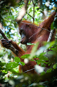 Orang Utan坐在印度尼西亚婆罗洲的一棵树上国家丛林俘虏母亲眼睛雨林动物园原始人濒危公园图片