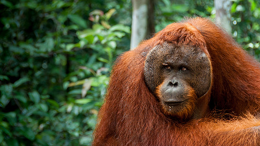 婆罗洲的阿尔法男性奥朗乌坦哺乳动物灵长类动物毛皮力量猩猩森林野生动物首席眼睛图片
