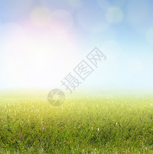 软灯光景观生态天空绿色花园场地甘菊晴天血色农场太阳图片