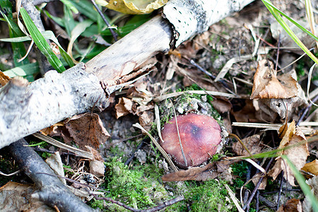 棕色蘑菇绿色黄色植被桦木水平植物群树干森林蕨类树叶图片