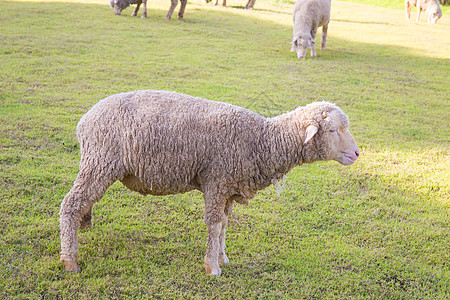 在绿草牧场上放牧的梅里诺羊羔羊肉农业农场地区宠物哺乳动物家畜羊毛生态植被图片