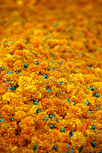 军事背景墙纸花朵橙子植物群背景图片