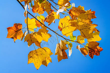 蓝天的秋叶橙子独木舟地面植物季节黄色树叶叶子森林公园图片