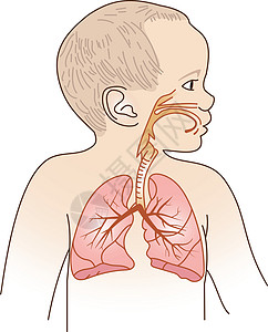儿童呼吸疗养计划身体纤毛药品气管隔膜支气管炎器官肺炎感染科学图片