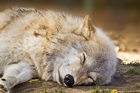 灰狼睡觉图片