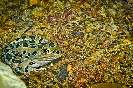 豹式青蛙姿势眼睛斑点湿地生态成人两栖苔藓动物群石头图片