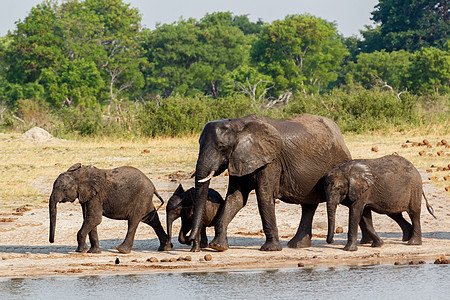 非洲大象在泥坑中喝水小牛水坑公园团体国家哺乳动物野生动物婴儿耳朵獠牙图片