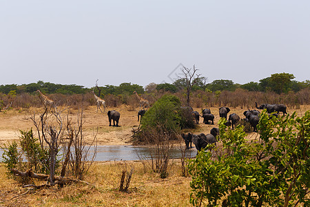 非洲大象在泥坑中饮水的群动物团体国家食草野生动物象牙母亲耳朵小牛水坑图片