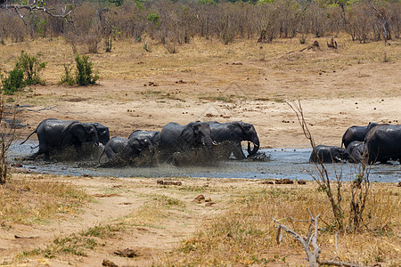 非洲大象在泥水坑里洗澡图片