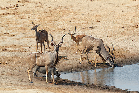 在泥水坑里喝水野生动物食草象牙耳朵荒野水坑公园国家团体母亲图片