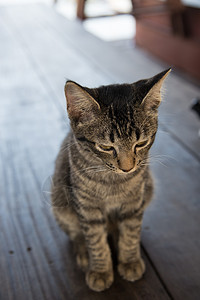 这只猫被丢在悲伤的地坐着地面孤独哺乳动物宠物小猫灰色休息猫咪动物图片