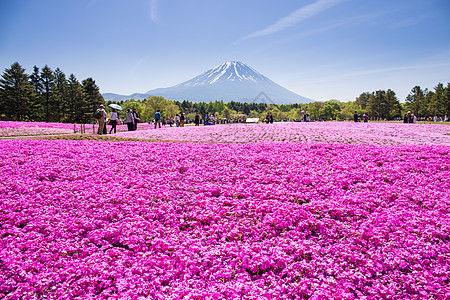 日本梨山  5 月 11 日 2015年 每年春天 来自东京和其他城市或国际的人们来到富士山欣赏樱花 富士山是日本最高的山峰风景图片