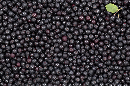 黑白小球黑色植物宏观水果叶子苦莓浆果食物配料图片