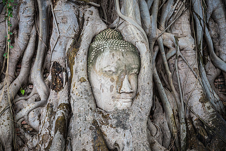 在泰国阿尤塔亚的马哈特Wat Mahath树根上的佛像头热带废墟雕像文化寺庙智慧棕褐色森林佛塔地标图片