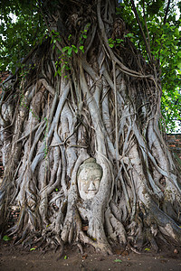 在泰国阿尤塔亚的马哈特Wat Mahath树根上的佛像头热带智慧冥想王国废墟地标佛塔棕褐色雕像旅行图片