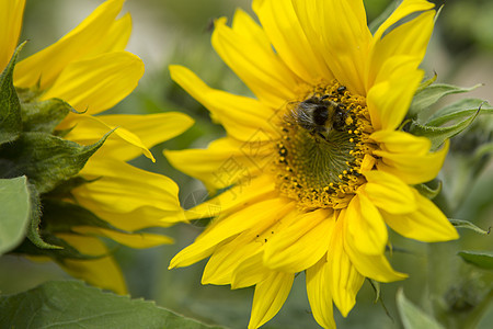 蜜蜂授粉和向日葵植物太阳黄色昆虫叶子美丽绿色圆形花朵花园图片
