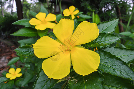 黄花植物橙子红色花园绿色季节场地太阳晴天黄色图片