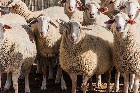 烩羊肉羊群家畜乡村羊肉人群牧场生产哺乳动物内存团体动物背景