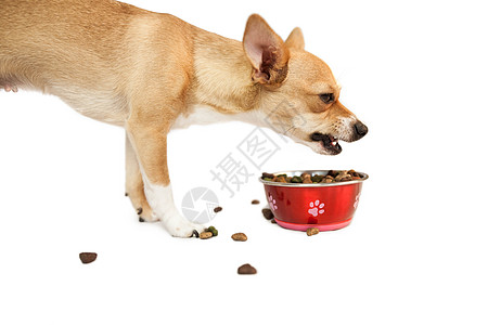 从碗里吃饭的可爱狗狗食物动物宠物狗粮小狗家畜图片