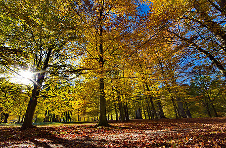 色彩多彩的秋树绿色乡村叶子红色公园树叶阳光环境树木小路图片
