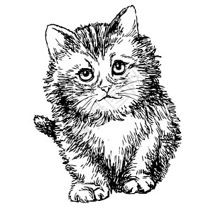 画的可爱小猫手表演喜悦手绘家畜耳朵草图毛皮宠物小动物尾巴图片