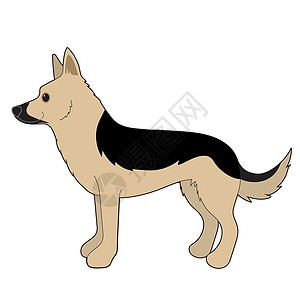 德国牧羊人动物尾巴绘画耳朵插图身体羊犬鼻子小狗宠物图片